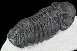 Austerops Trilobite - Morocco - Nice Eye Facets #79840-4